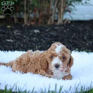 Tommy, Cockapoo Puppy
