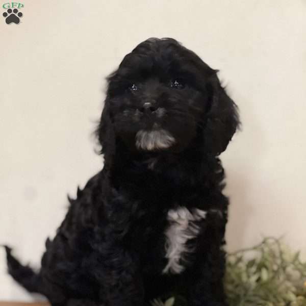 Peter, Cavapoo Puppy