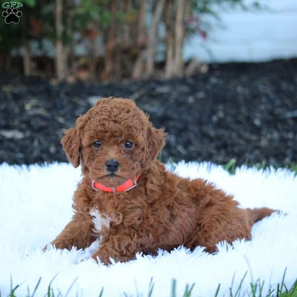 Tulip, Cockapoo Puppy
