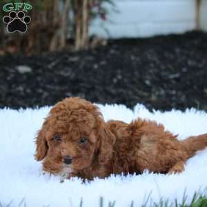 Teddy, Cockapoo Puppy