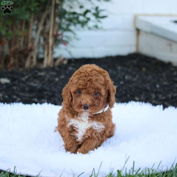 Teddy, Cockapoo Puppy