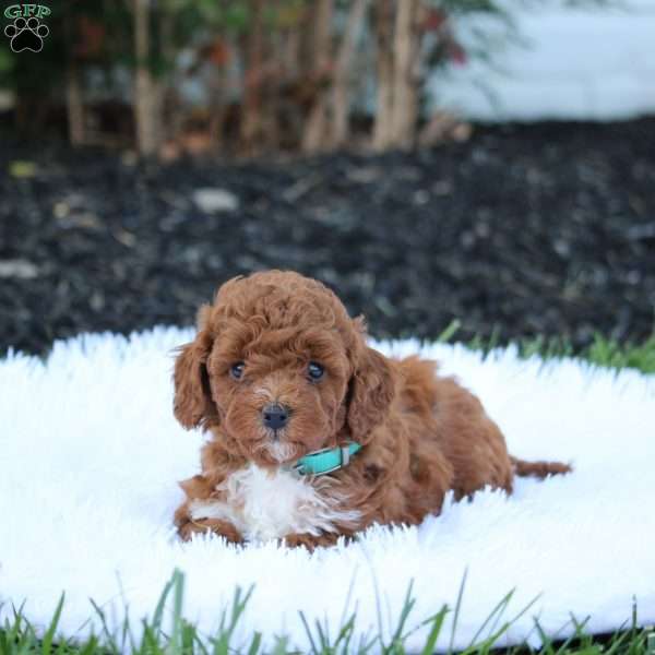 Tucker, Cockapoo Puppy
