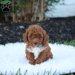 Tucker, Cockapoo Puppy