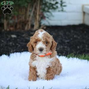 Theo, Cockapoo Puppy