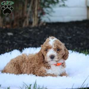 Theo, Cockapoo Puppy