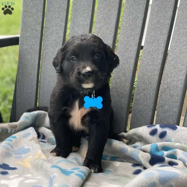 Clover, Bernese Golden Mountain Dog Puppy