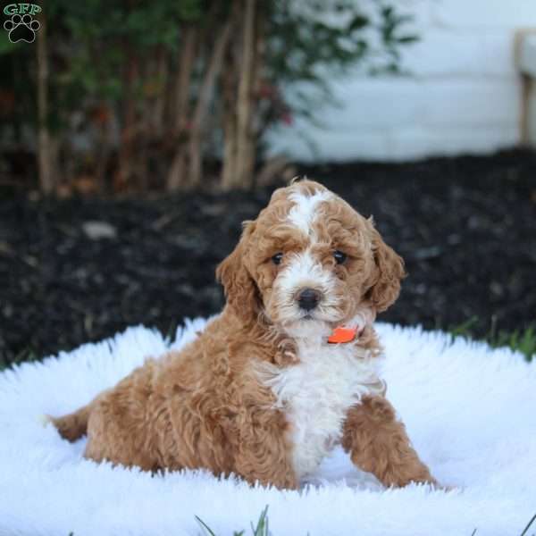 Theo, Cockapoo Puppy