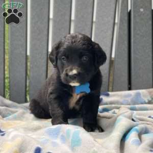 Clover, Bernese Golden Mountain Dog Puppy