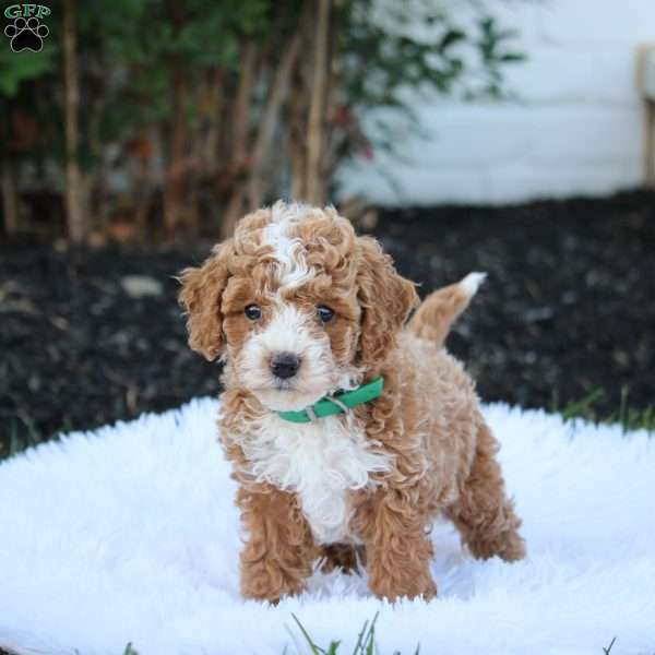 Toby, Cockapoo Puppy