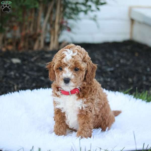 Troy, Cockapoo Puppy