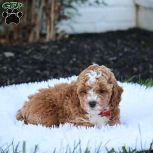 Troy, Cockapoo Puppy