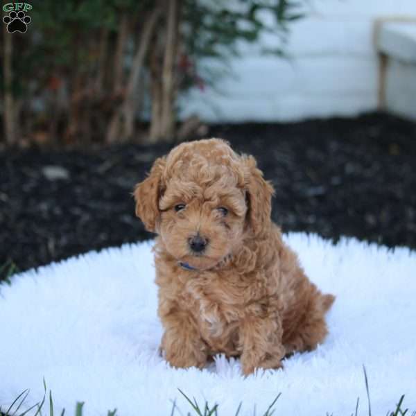 Viper, Maltipoo Puppy