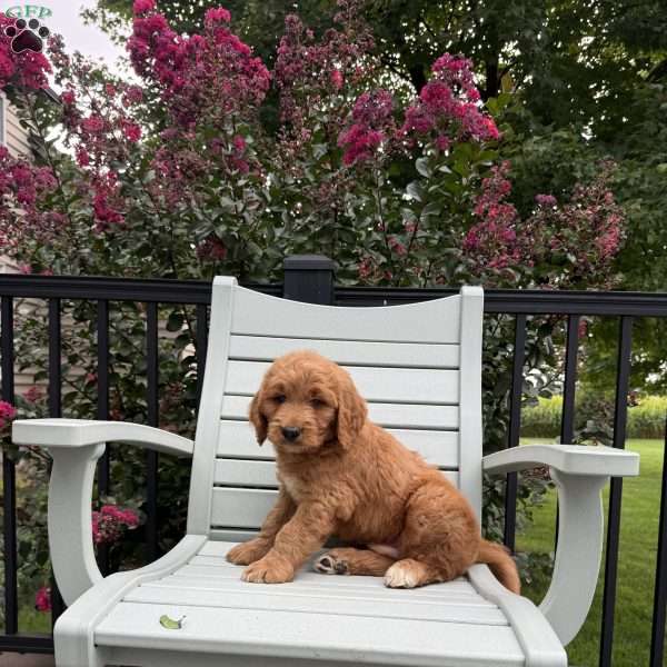 Jaxson, Goldendoodle Puppy