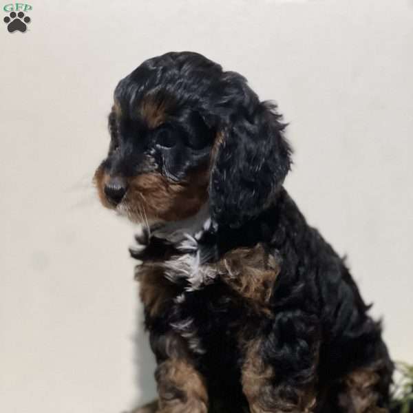 Pickles, Cavapoo Puppy