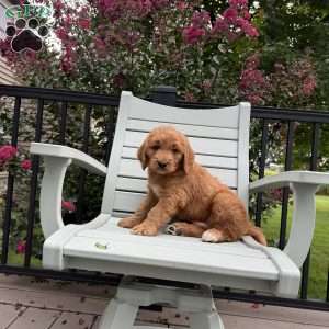 Jaxson, Goldendoodle Puppy