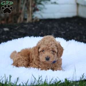 Viper, Maltipoo Puppy