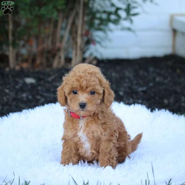Vinnie, Maltipoo Puppy