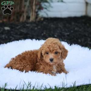 Vinnie, Maltipoo Puppy
