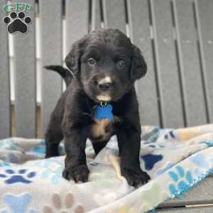Clover, Bernese Golden Mountain Dog Puppy