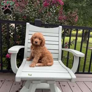 Barkley, Goldendoodle Puppy