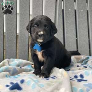 Clover, Bernese Golden Mountain Dog Puppy