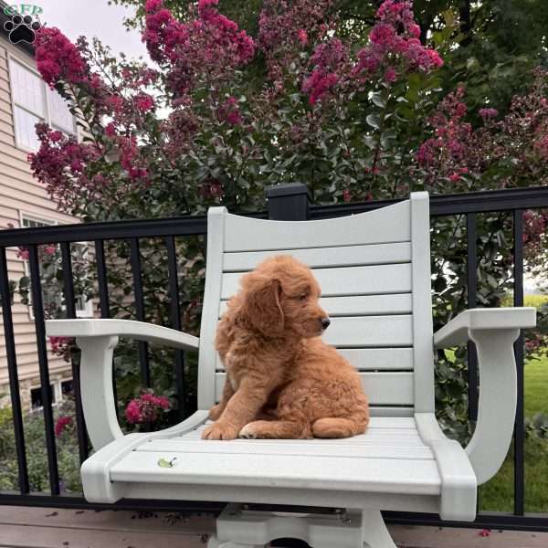Barkley, Goldendoodle Puppy