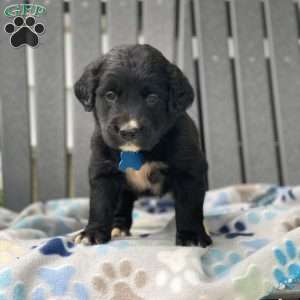 Clover, Bernese Golden Mountain Dog Puppy