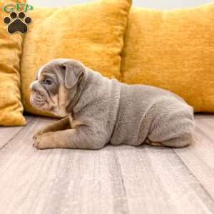 Eleanor, English Bulldog Puppy