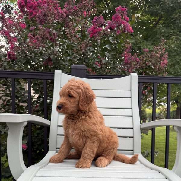 Bo, Goldendoodle Puppy