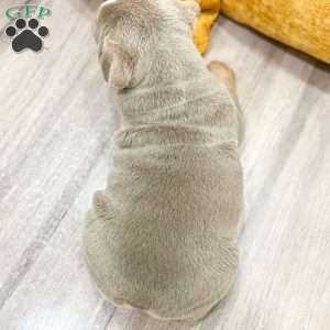 Eleanor, English Bulldog Puppy