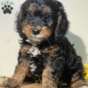 Pickles, Cavapoo Puppy
