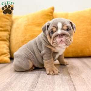 Eleanor, English Bulldog Puppy