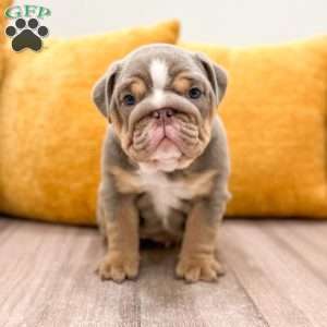 Eleanor, English Bulldog Puppy
