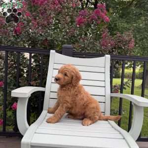 Bo, Goldendoodle Puppy