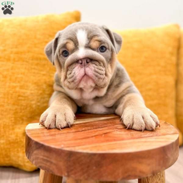 Eleanor, English Bulldog Puppy