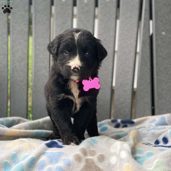 Sage, Bernese Golden Mountain Dog Puppy