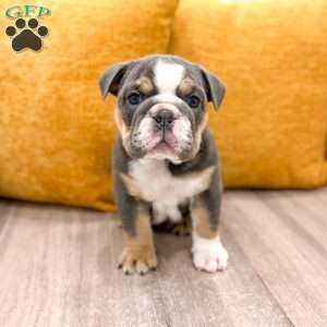 Margaret, English Bulldog Puppy