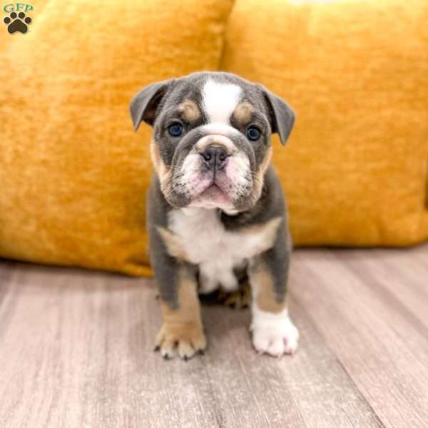 Margaret, English Bulldog Puppy