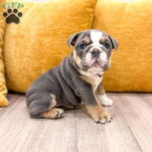 Margaret, English Bulldog Puppy