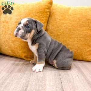 Margaret, English Bulldog Puppy