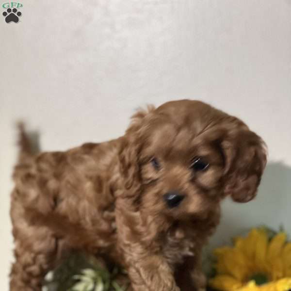 Pumpkin, Cavapoo Puppy