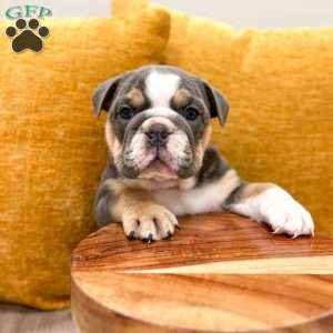 Margaret, English Bulldog Puppy