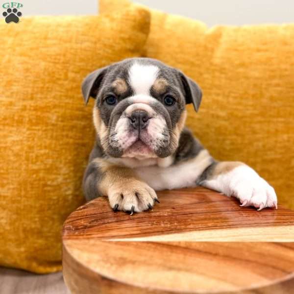 Margaret, English Bulldog Puppy