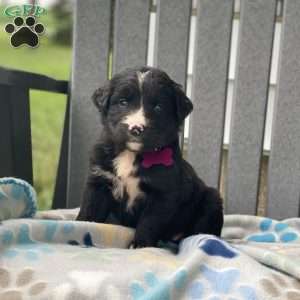 Sage, Bernese Golden Mountain Dog Puppy