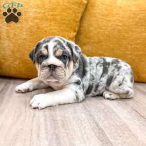 Dorothy, English Bulldog Puppy