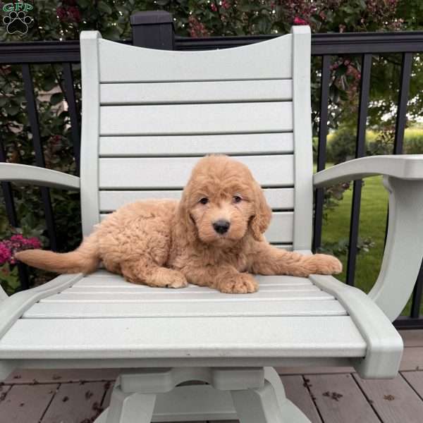 Ginger, Goldendoodle Puppy
