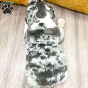 Dorothy, English Bulldog Puppy
