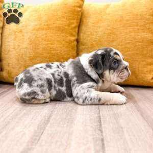 Dorothy, English Bulldog Puppy