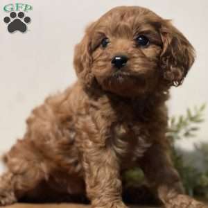 Pumpkin, Cavapoo Puppy