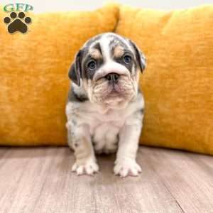 Dorothy, English Bulldog Puppy